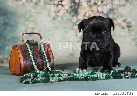 American Staffordshire Bull Terrier dog puppy with chest of jewels beads 135335832