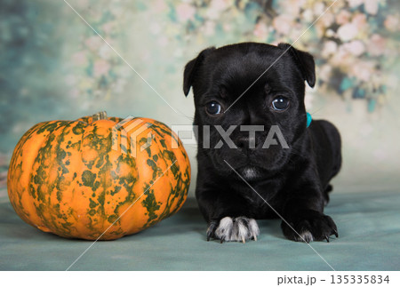 Cute little puppy with a pumpkin Cute little puppy with a pumpkin 135335834
