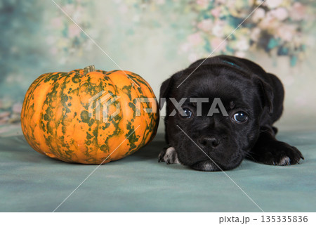 Cute little puppy with a pumpkin 135335836