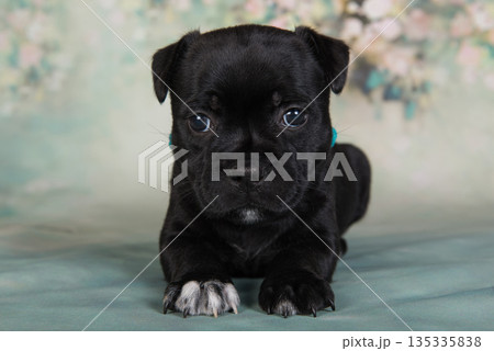 American Staffordshire Bull Terrier dog puppy on green background 135335838