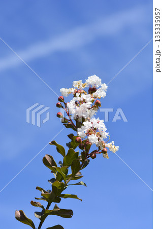 Crepe myrtle Nivea Crepe myrtle Nivea 135335957