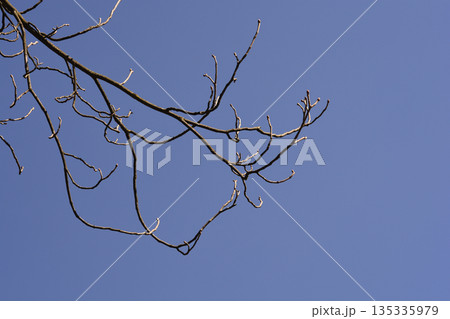 Yellow buckeye 135335979