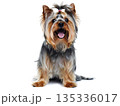 Yorkshire Terrier 135336017