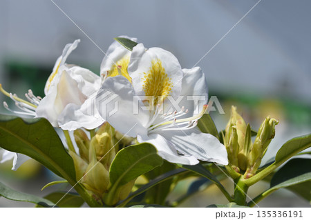 Rhododendron Madame Masson 135336191