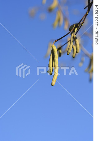 Common hazel Common hazel 135336254