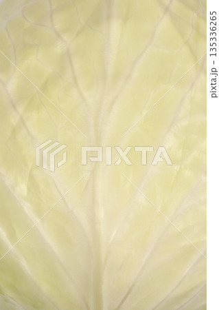Pale Cabbage Leaf Texture Pale Cabbage Leaf Texture 135336265