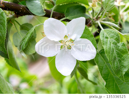 Apple flower blossoming. Flowering apple branch, close-up. Apple flower blossoming. Flowering apple branch, close-up. 135336525