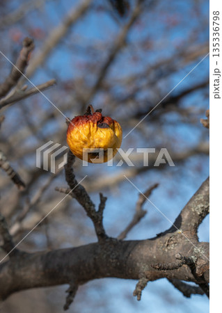 Dried apple hangs on bare tree branch against clear blue sky, showing warm yellow and brown tones and a quiet autumn-to-winter mood 135336798