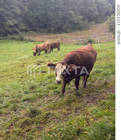 Three cows grazing on a green pasture with one animal looking directly at the camera. Rural landscape with forest background in soft natural light Three cows grazing on a green pasture with one animal looking directly at the camera. Rural landscape with forest background in soft natural light 135336839