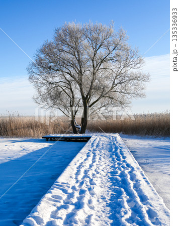 Snowy boardwalk leading to frost-covered tree on frozen Lake Liepaja under clear winter sky Snowy boardwalk leading to frost-covered tree on frozen Lake Liepaja under clear winter sky 135336933