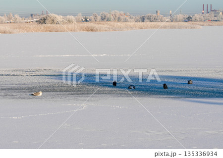 Birds resting on frozen Lake Liepaja during a calm winter day in Latvia 135336934