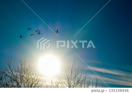 Flock of swans birds flying across blue sky above bare trees with bright winter sun Flock of swans birds flying across blue sky above bare trees with bright winter sun 135336936