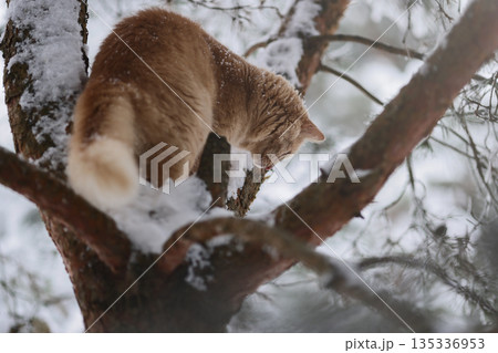 Domestic Ginger Cat Among Frosted Pine Needles on Snowy Branches, Seasonal Outdoor Exploration in Quiet Winter Forest 135336953