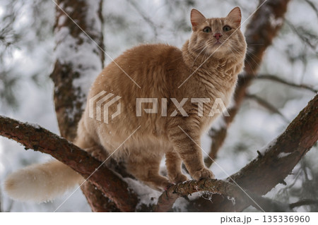 Domestic Ginger Cat Among Frosted Pine Needles on Snowy Branches, Seasonal Outdoor Exploration in Quiet Winter Forest Domestic Ginger Cat Among Frosted Pine Needles on Snowy Branches, Seasonal Outdoor Exploration in Quiet Winter Forest 135336960