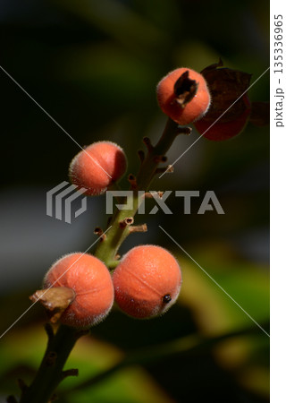 アルピニア・マラッケンシス 135336965