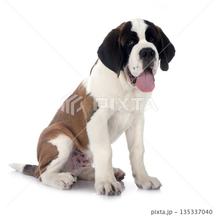 puppy saint bernard in studio 135337040