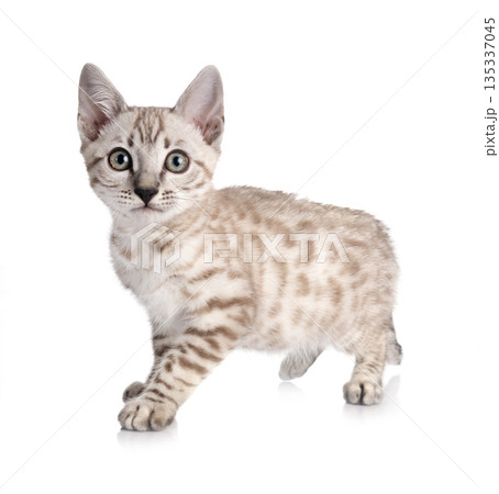 bengal kitten in studio 135337045