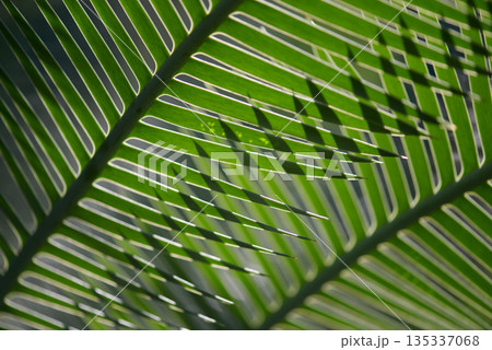 ディオーン・エデュレ　葉模様 135337068