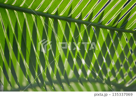 ディオーン・エデュレ　葉模様 135337069