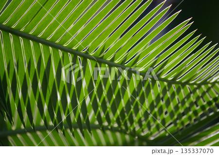 ディオーン・エデュレ　葉模様 135337070