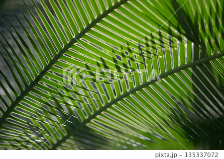 ディオーン・エデュレ　葉模様 135337072