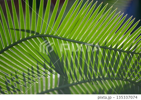 ディオーン・エデュレ　葉模様 135337074