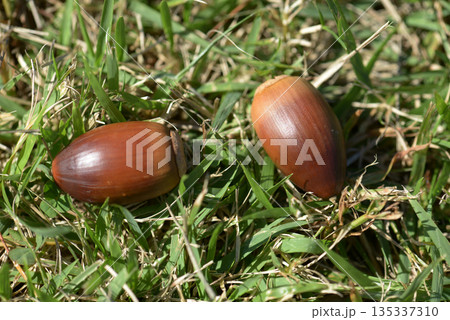 どんぐり 135337310