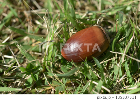 どんぐり 135337311