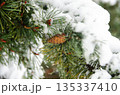 Snow Covered Pine Branch with Cone in Winter 135337410