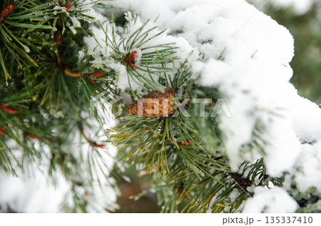 Snow Covered Pine Branch with Cone in Winter 135337410