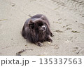 Pomeranian Dog Lying on Sandy Beach 135337563