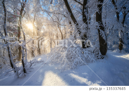 Fairy snowy forest in beautiful winter at golden sunset 135337685