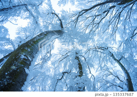 Mystical old tree in blue fog in beautiful winter at dusk. Forest 135337687