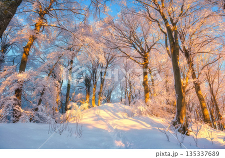 Fairy snowy forest in beautiful winter at golden sunset 135337689