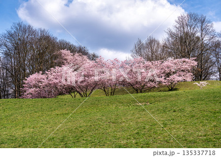 Cherry blossoms in Munich, Germany. Pink cherry blossoms with a blue and cloudy sky background. Spring in Germany. Cherry blossoms in Munich, Germany. Pink cherry blossoms with a blue and cloudy sky background. Spring in Germany. 135337718