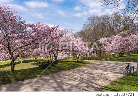 Cherry blossoms in Munich, Germany. Pink cherry blossoms with a blue and cloudy sky background. Spring in Germany. Cherry blossoms in Munich, Germany. Pink cherry blossoms with a blue and cloudy sky background. Spring in Germany. 135337721