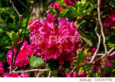 The Botanical Garden of Munich in Germany with garden pathes and topiary boxwood bushes on green meadows The Botanical Garden of Munich in Germany with garden pathes and topiary boxwood bushes on green meadows 135337750