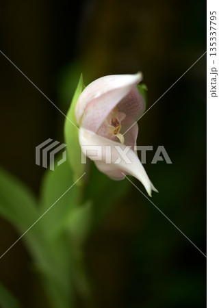 アングロア・ウィルギナリス　ランの花 135337795