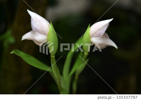 アングロア・ウィルギナリス　ランの花 135337797