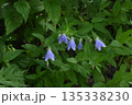 信州上高地で見た下を向いて咲いている青紫色の釣鐘状の花が可愛いソバナ 135338230