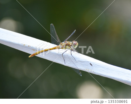 beautiful dragonfly sits on a metal rod beautiful dragonfly sits on a metal rod 135338691