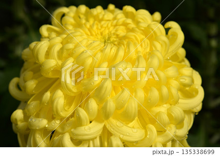 菊の花びら 菊の花びら 135338699