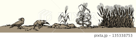 Vector drawing. Old wheat field. Biblical parable Vector drawing. Old wheat field. Biblical parable 135338753