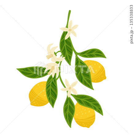 Lemon tree branch textured vector illustration citrus twig leafage leaves flowers hand drawn design Lemon tree branch textured vector illustration citrus twig leafage leaves flowers hand drawn design 135338833