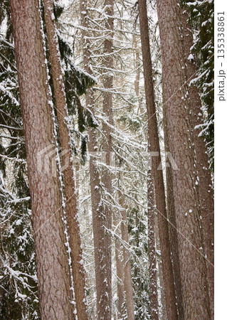 it is snowing heavily in the park, large flakes of snow are slowly falling on tree branches, no people 135338861
