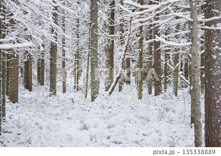 it is snowing heavily in the park, large flakes of snow are slowly falling on tree branches, no people it is snowing heavily in the park, large flakes of snow are slowly falling on tree branches, no people 135338889