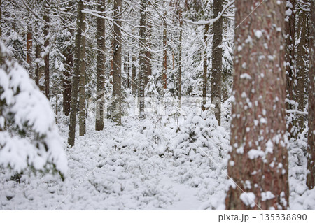 it is snowing heavily in the park, large flakes of snow are slowly falling on tree branches, no people 135338890