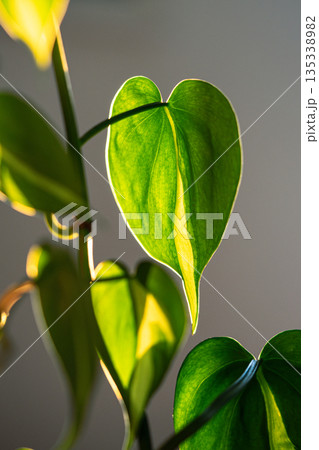 Leaves of plant Philodendron Brasil, soft focus. Houseplant with heart shape green leaf Leaves of plant Philodendron Brasil, soft focus. Houseplant with heart shape green leaf 135338982