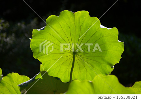 蓮の葉　葉模様 135339021