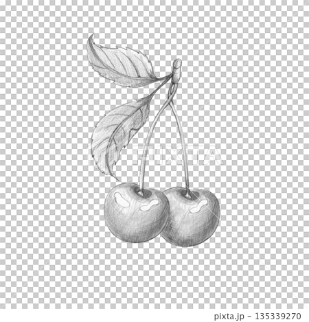 Pencil monochrome illustration of a pair of cherries on a stem with leaves. Hand-drawn, black and white, isolated on a white background. For cooking, kitchen, menu, botanical design. 135339270